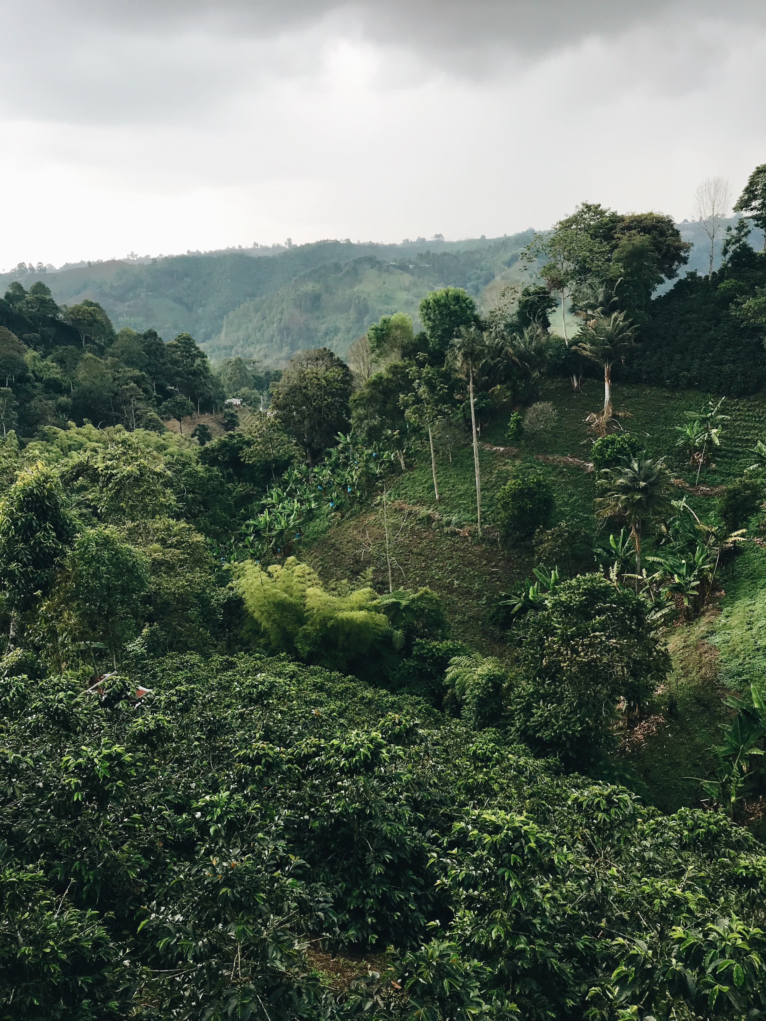 Coffee-growing hills in Ethiopia